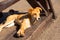 Photo of a homeless mongrel red dog, lying on the wooden gazebo in the middle of springtime sunny day