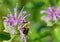 photo of a honeybee sitting on flowers