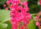 Photo of Honeybees and Pink Flowers