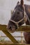 Photo, horse head.Horse grazing on a summer morning