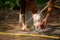 Photo of the horse washing process, hoof close-up