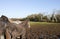 Photo of Horses in muddy field