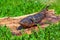 Photo of a hot smoked sturgeon lying on a wooden board on the grass at a fish farm