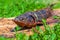 Photo of a hot smoked sturgeon lying on a wooden board on the grass at a fish farm