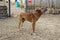 Photo of a howling dog standing in front of farm workers house. dirt road. Winter time.