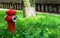 Photo with a hydrant, in the green grass, a tree trunk and a stone fence, on a warm summer day, somewhere in Europe