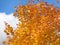 In this photo, I captured a tree with bright orange leaves on a blue background..