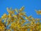 In this photo, I captured a tree with bright yellow leaves on a blue background..