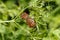 Photo of an insect close-up. Macro photo of a shield bug in the forest. The beetle sits on a leaf among the blossoms. Insect