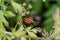 Photo of an insect close-up. Macro photo of a shield bug in the forest. The beetle sits on a leaf among the blossoms. Insect