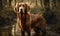 photo of Irish setter standing in forest river. Generative AI
