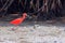 Photo of an isolated Scarlet Ibis Eudocimus ruber, marking in the mangrove and dirty with mud