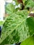 Photo of ivory betel leaf in a small pot