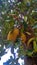 Photo of jackfruit in the gardan India