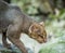 Photo of Jaguarundi