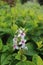 Photo of japanese jasmine flower plant. Its latin name is pseuderanthemum carruthersii.