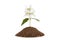 Photo of a jasmine plant growing on a hill of clay isolated on a white background