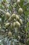 A photo of jujube tree with fruits