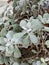 Photo of Kalanchoe pumila baker or Kalanchoe Silver Gray