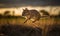 photo of kangaroo mouse jumping in tall grass at sunset. Generative AI