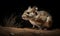 photo of kangaroo rat on black background. Generative AI