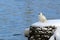 Photo of Kelp Goose in the snow