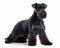 photo of Kerry blue terrier isolated on white background. Generative AI