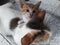 Photo of Kitten Leaning on Mother\'s Back in Different Poses Perfect for Animal Feed Ads, Backgrounds, Wallpapers, etc.