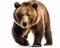 photo of Kodiak bear isolated on white background. Generative AI
