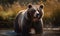 photo of Kodiak bear standing in river. Generative AI