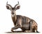 photo of kudu antelope isolated on white background. Generative AI