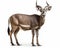 photo of kudu antelope isolated on white background. Generative AI