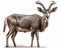 photo of kudu antelope isolated on white background. Generative AI