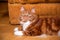 A photo of Kurilian bobtail cat