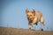 Photo of labrador who is running in desert.