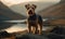 Photo of Lakeland terrier captured amidst rugged terrain of the Lake District. Terrier stands alert ready to spring into action