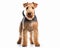 photo of Lakeland terrier isolated on white background. Generative AI