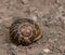Photo of an  land snail with a beautiful patterned multi-colored shell