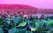 Photo landscape bright fields of pink lotuses