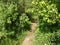 Photo of the landscape on a sunny summer June day with trees, bushes, tall grass and a path.