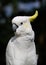 Photo of a large close-up white cockatoo parrot