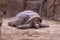 Photo of a large laying  Galapagos Tortoise