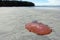 A photo of a large red lion`s mane jellyfish washed up on a sandy beach at low tide.