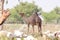 Photo of A large size Domestic camel standing under tree shadow in the field, india