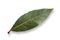 Photo of  laurel leaf on white