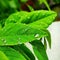 photo of leaf with rain drops beutiful green blur background  images