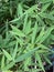 Photo of the leaves of  Bamboo Plant