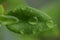 Photo of leaves wet from the rain. Aptenia cordifolia leaf.