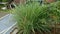 Photo of lemongrass plants that look dense and lush, planted in front of the house