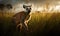 photo of lemur standing in tall grass at sunset. Generative AI